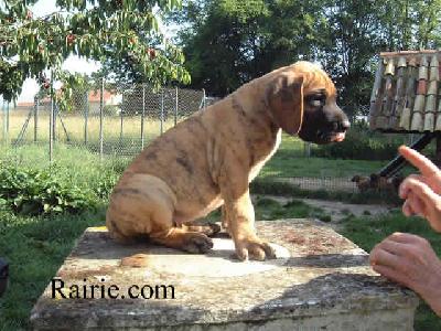 Ch Triomphe Des Terres De La Rairie