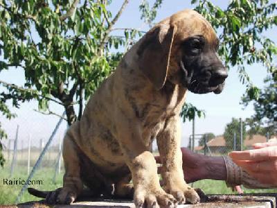 Ch Triomphe Des Terres De La Rairie