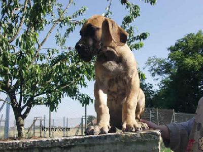 Ch Triomphe Des Terres De La Rairie