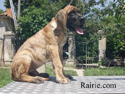 Ch Triomphe Des Terres De La Rairie