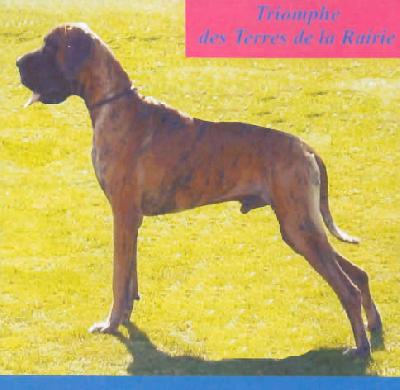 Ch Triomphe Des Terres De La Rairie