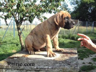 Talion Dit Tacite Des Terres De La Rairie