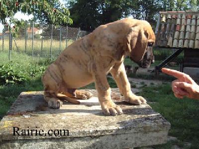 Talion Dit Tacite Des Terres De La Rairie