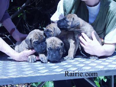 Talie Des Terres De La Rairie