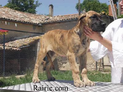 Talisman Des Terres De La Rairie