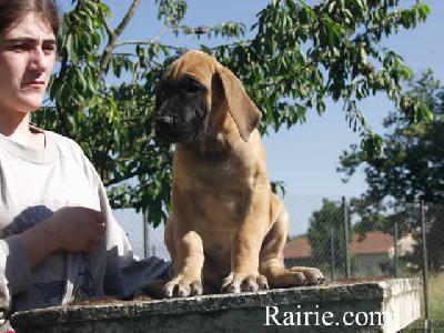 T�zing Des Terres De La Rairie