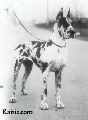 Ch Erika Indios Dell� Armida