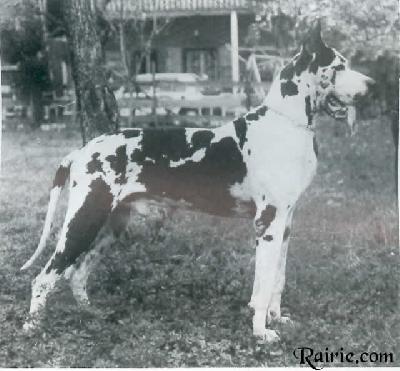 Ch Cochise Vom Schwarzen Ort