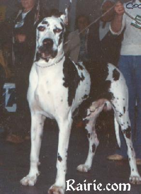 Ch Cochise Vom Schwarzen Ort