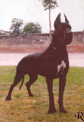 Unsogno Indios Dell�armida