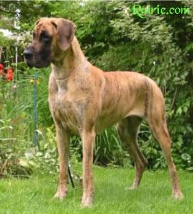 Sina Von Der Burg Thann