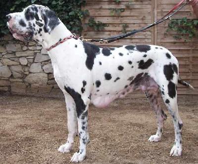 Braveheart Vom Polarstern