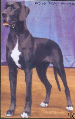 Ch Perry Vom Wiesengrund