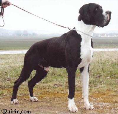 Akari Claudia Bohemica