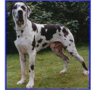 Bisasam Vom Herzogtum Coburg