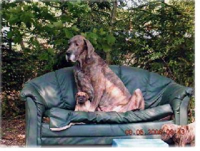 Quelle-funken Vom Mephisto