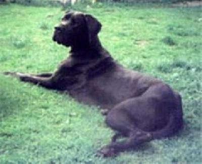 Quintessenz Vom Mephisto