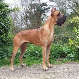 Shelton De Montbreuil