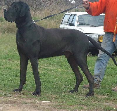 Earl Othello Vom Erbringer Hof