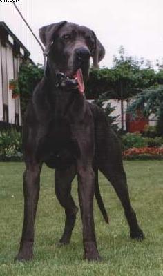 Elektric Blue Brutus Von Der Methen