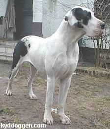 Zilla V. �t Oenselerheem