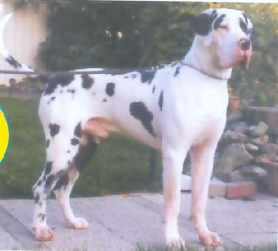 Orpheus V.�t Oenselerheem