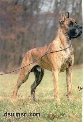 Geronimo Vom Albatros