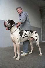 Ch Noris Von Der Nurburg