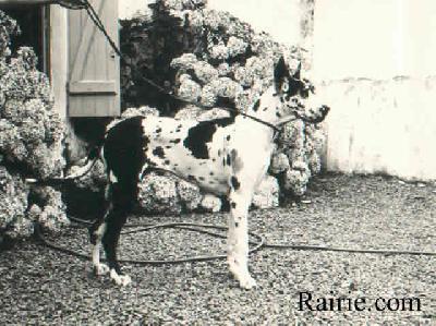Vesta Von Henneberg