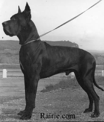 Ch Mike De Mourre Frais