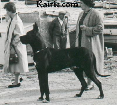 Ch Favorit Von Ulmer Munster