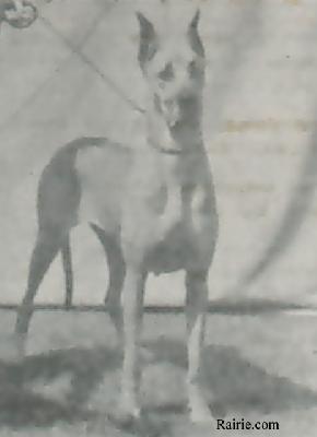 Ozelot Von Birkenhof