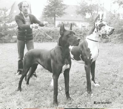 Ch Jaffna Du Domaine De L�empereur