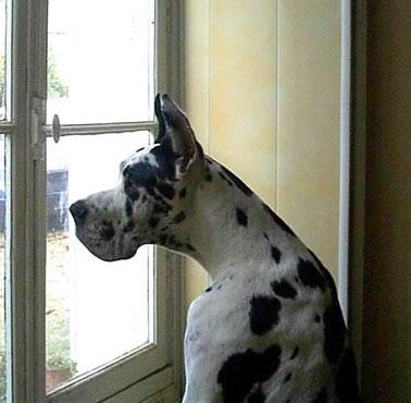 Typ Topp De Beauderey