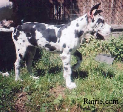 Typ Topp De Beauderey