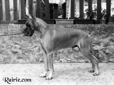 Ch Phoebus Des Terres De La Rairie