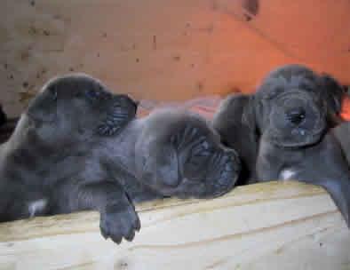 Heiko Vom Hause Wagner