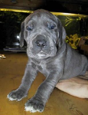 Hamlet Vom Hause Wagner