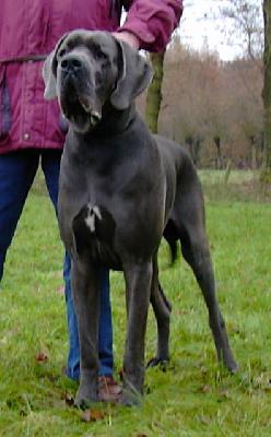 Ch Hros Vom Hause Wagner