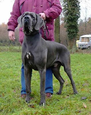 Ch Hros Vom Hause Wagner