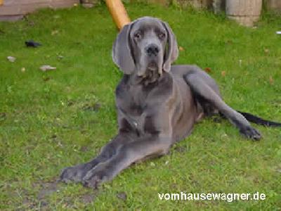 Ch Hommage Vom Hause Wagner