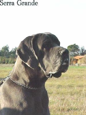 Ch Hommage Vom Hause Wagner