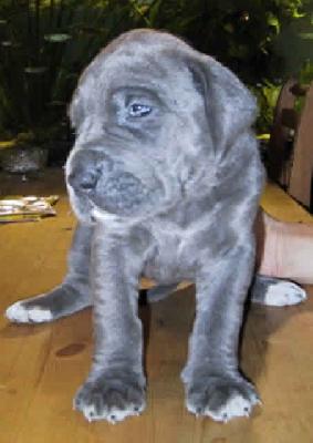 Hostess Vom Hause Wagner