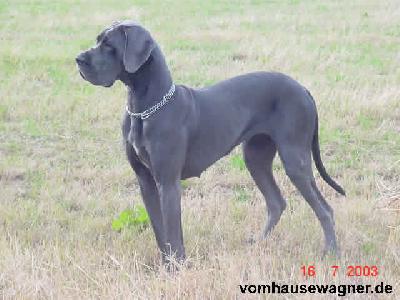 Havanna Vom Hause Wagner