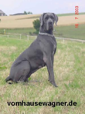 Havanna Vom Hause Wagner