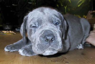 Honey Vom Hause Wagner