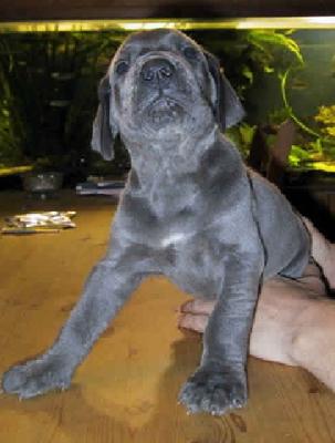 Hope Vom Hause Wagner