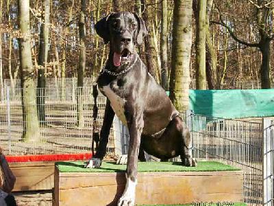 Trojka Von Schlesien