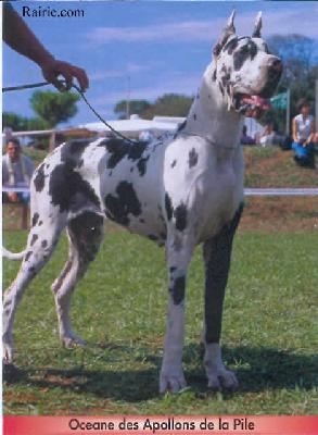 Ch Oceane Des Apollons De La Pile