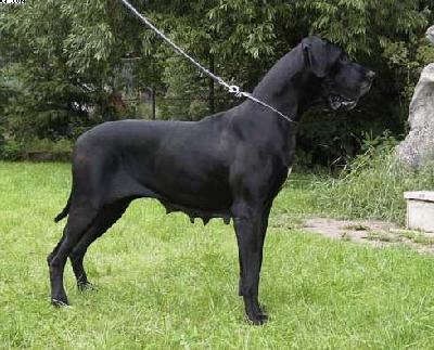 Eiche Von Wotans Meute